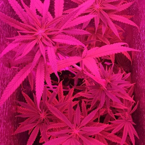 Ciclo 1 / planta 1 growlog timeline photo