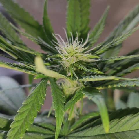 Ciclo 1 / planta 1 growlog timeline photo