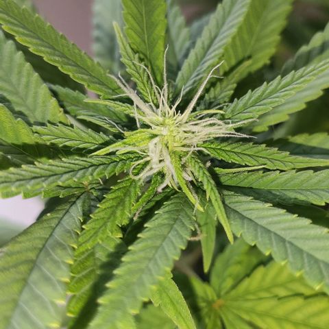 Ciclo 1 / planta 1 growlog timeline photo
