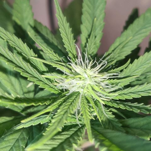 Ciclo 1 / planta 1 growlog timeline photo