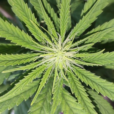 Ciclo 1 / planta 1 growlog timeline photo