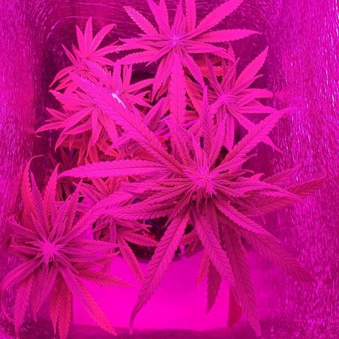 Ciclo 1 / planta 1 growlog timeline photo