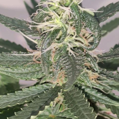 Ciclo 1 / planta 1 growlog timeline photo