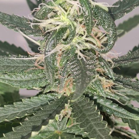 Ciclo 1 / planta 1 growlog timeline photo