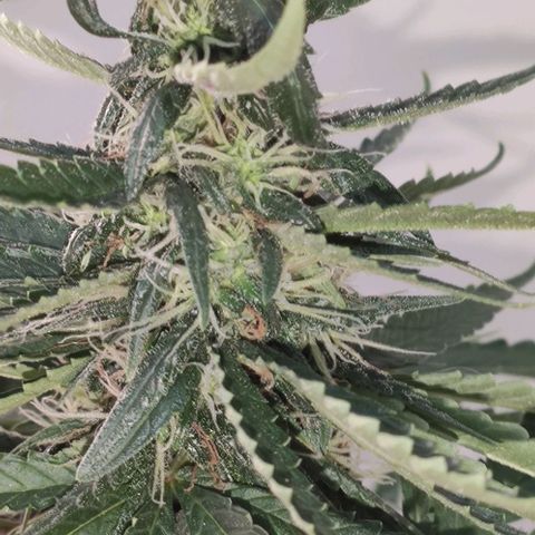 Ciclo 1 / planta 1 growlog timeline photo