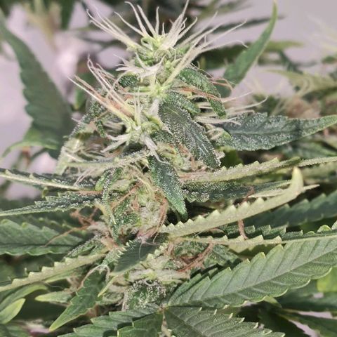 Ciclo 1 / planta 1 growlog timeline photo