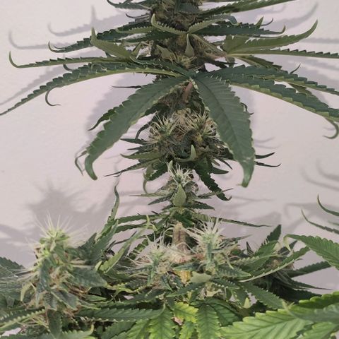 Ciclo 1 / planta 1 growlog timeline photo
