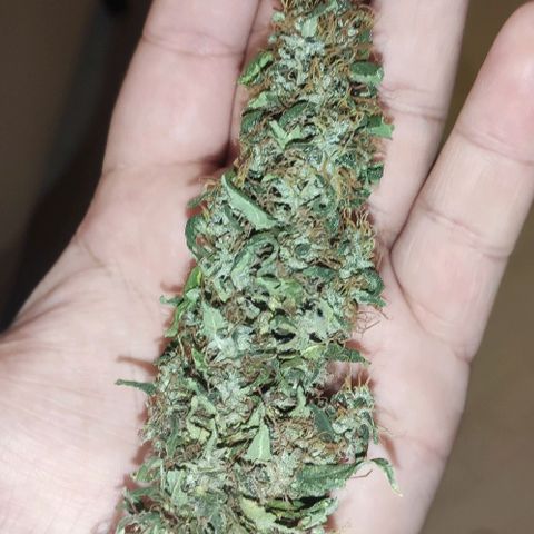 Ciclo 1 / planta 1 growlog photo: Fumei uma parte antes de colher tudo, infelizmente um dos buds mofou no pé ainda