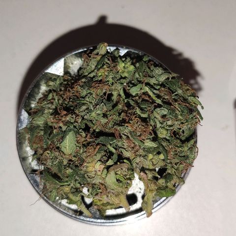 Ciclo 1 / planta 1 growlog photo: Fumei uma parte antes de colher tudo, infelizmente um dos buds mofou no pé ainda