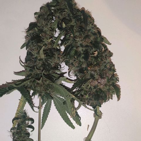 Ciclo 1 / planta 1 growlog photo: Fumei uma parte antes de colher tudo, infelizmente um dos buds mofou no pé ainda