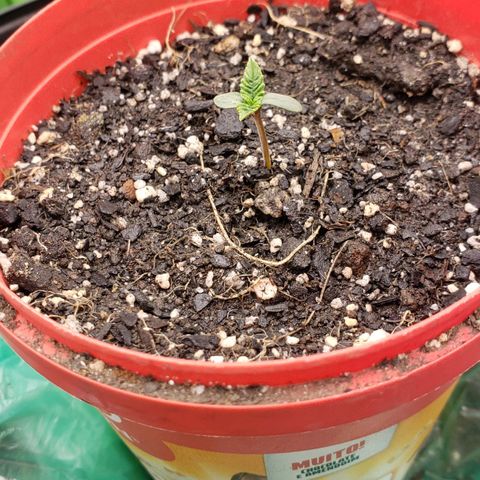 AK 47 growlog photo