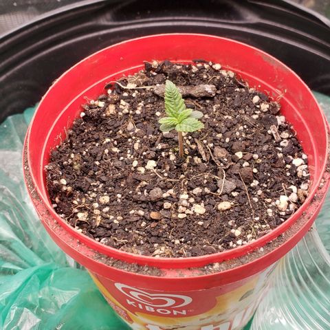 AK 47 growlog photo