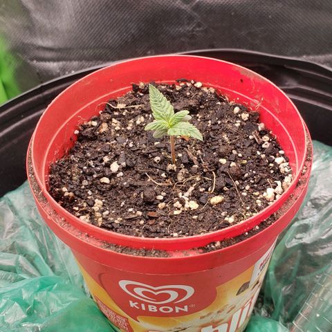 AK 47 growlog photo
