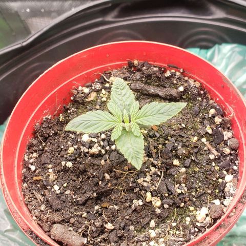 AK 47 growlog photo