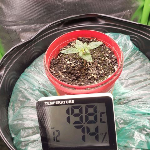 AK 47 growlog photo: Temperatura e umidade perfeitas ♡
