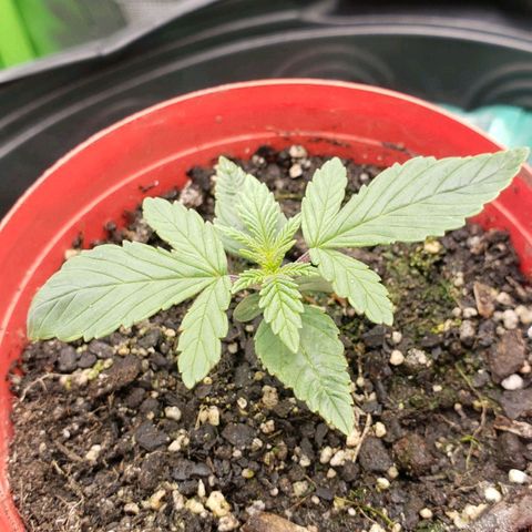 AK 47 growlog photo: Dia de rega, mesma solução 