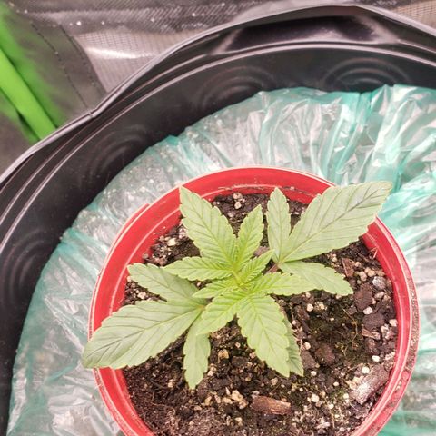 AK 47 growlog photo: Felizinha hoje c: