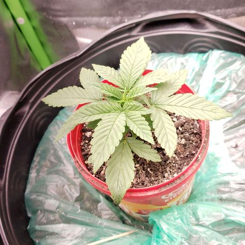 AK 47 growlog photo: Vega acelerando agora :D