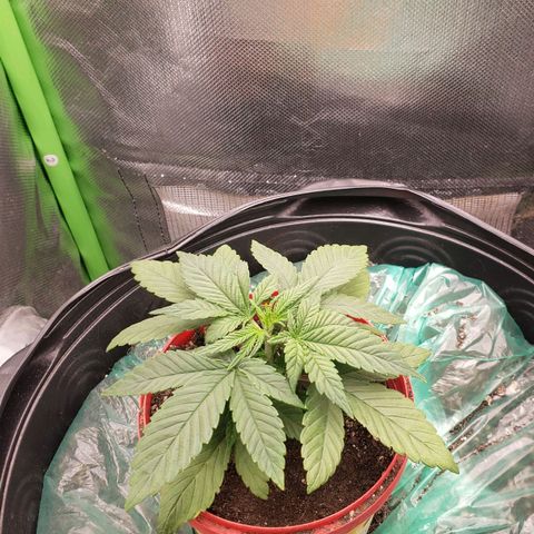 AK 47 growlog photo: Dia de topping!!