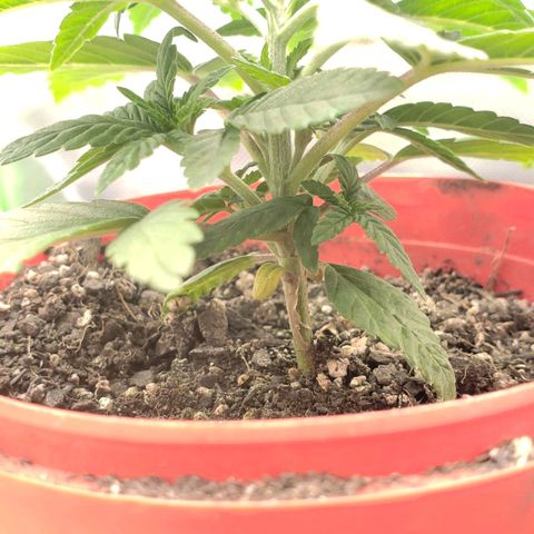 AK 47 growlog photo: Fazer o topping no 7° nó