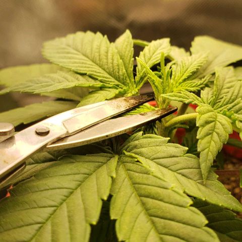 AK 47 growlog photo: Somente a partezinha de cima! (É hash na tesoura ok)