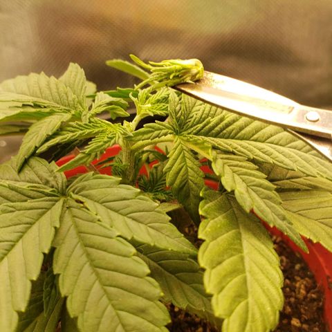 AK 47 growlog photo: Topped