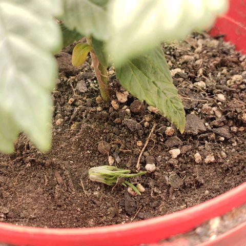 AK 47 growlog photo: Joga na terra pois vira nutriente denovo ♡