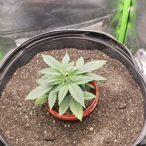 AK 47 growlog photo: Dia de ir pra casa nova!!