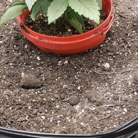 AK 47 growlog photo: Usa o vaso anterior pra fazer o buraco na terra nova