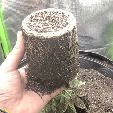 AK 47 growlog photo: Bem enraizada 