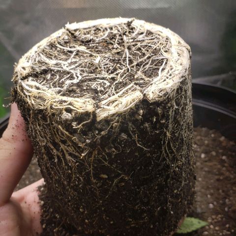 AK 47 growlog photo: Fazer alguns cortes na raiz antes de ir pra terra nova (pruning)