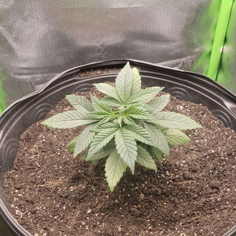 AK 47 growlog photo: De casinha nova c: