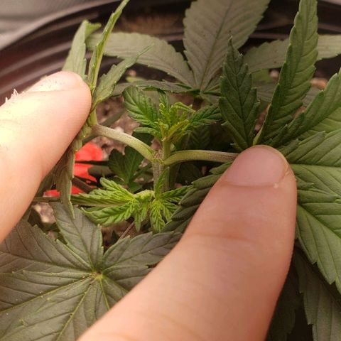 AK 47 growlog photo: O topping deu errado (?) Criou só um braço, bug genético