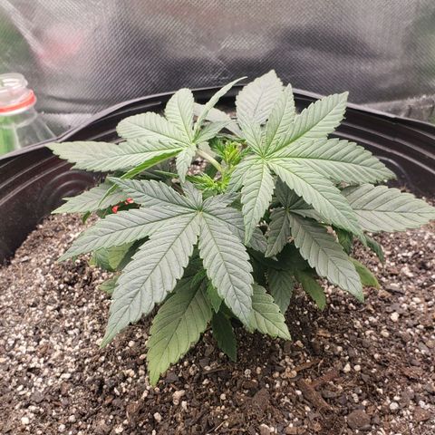 AK 47 growlog photo: Pré re-topping