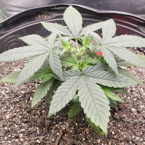 AK 47 growlog photo: Pós re-topping
