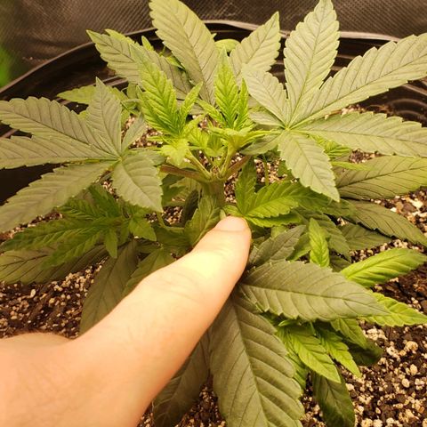 AK 47 growlog photo: Agora sim o topping deu certo, 24h dps