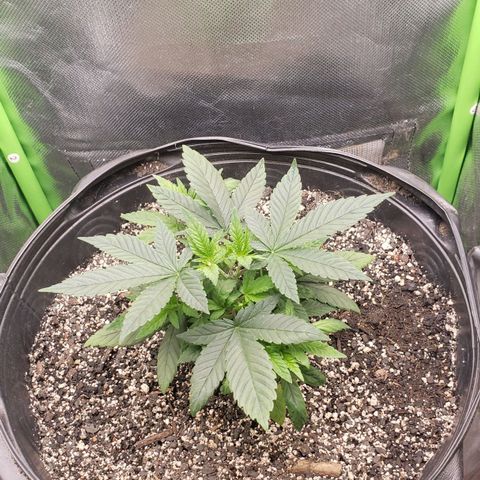 AK 47 growlog photo: Bem e saudável 