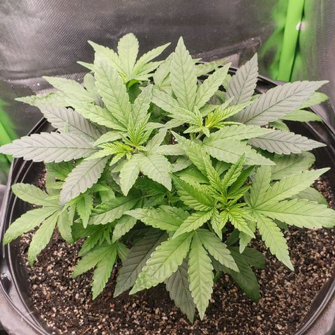 AK 47 growlog photo: Dia de rega! 5ml liquido, .5g de pó de rochas e 3ml de enraizador