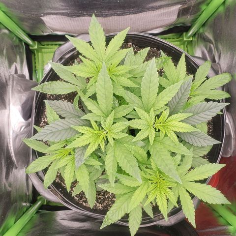 AK 47 growlog photo: Saudável