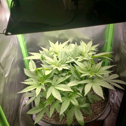 AK 47 growlog photo: Thiccc boyyy