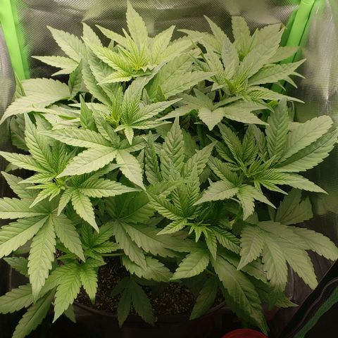 AK 47 growlog photo: Eita preul