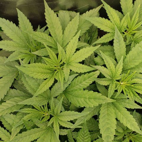 AK 47 growlog photo: Bonita & saudável 