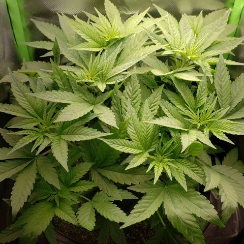 AK 47 growlog photo: Dia de defoliação! Esse é o antes