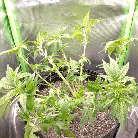 AK 47 growlog photo: Defoliada e feito LST, agora é esperar ela recuperar e virar pra flora :D