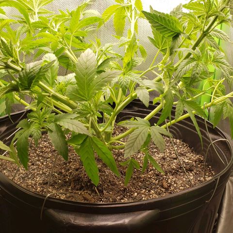 AK 47 growlog photo: LST com arame