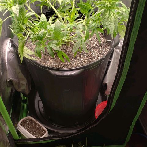 AK 47 growlog timeline photo