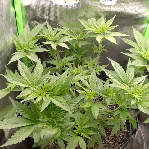 AK 47 growlog photo: Defoliação deu ok