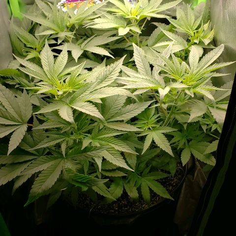 AK 47 growlog photo: Vamo bora que os maluco ta doente