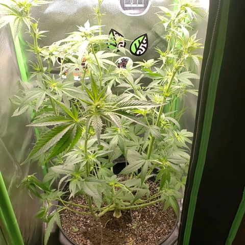 AK 47 growlog photo: Defoliação pra flora pq n cabia nada