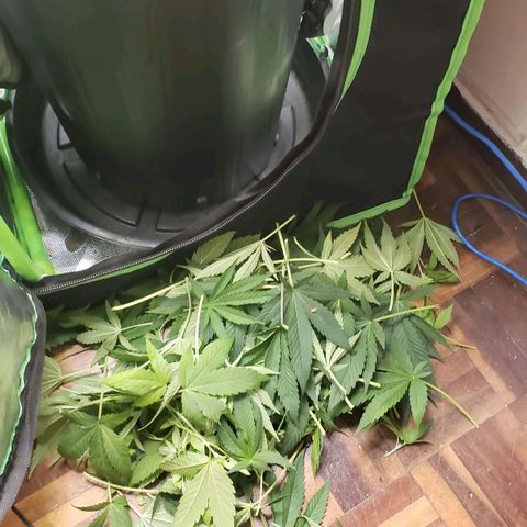 AK 47 growlog photo: Saiu um pouco
